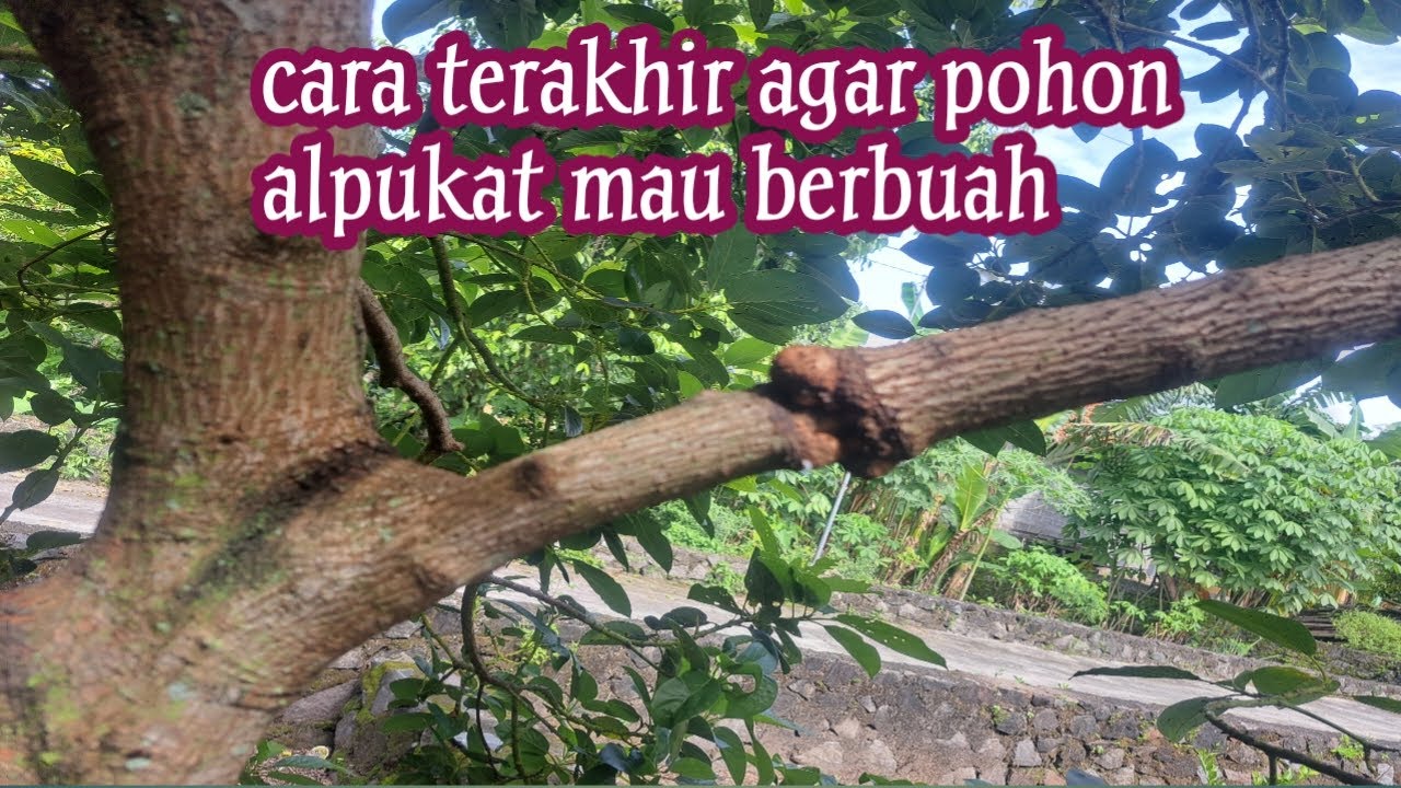 Cara terakhir agar pohon alpukat mau berbuah
