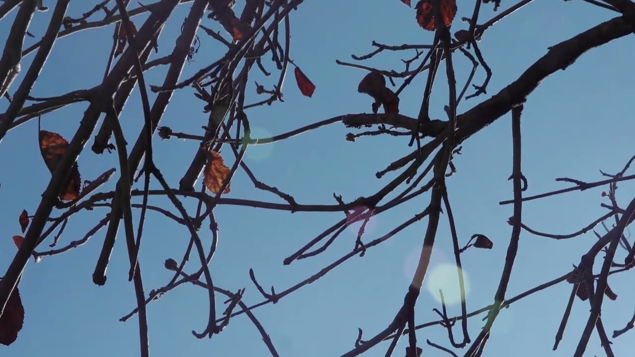 The Beauty in the Barren
