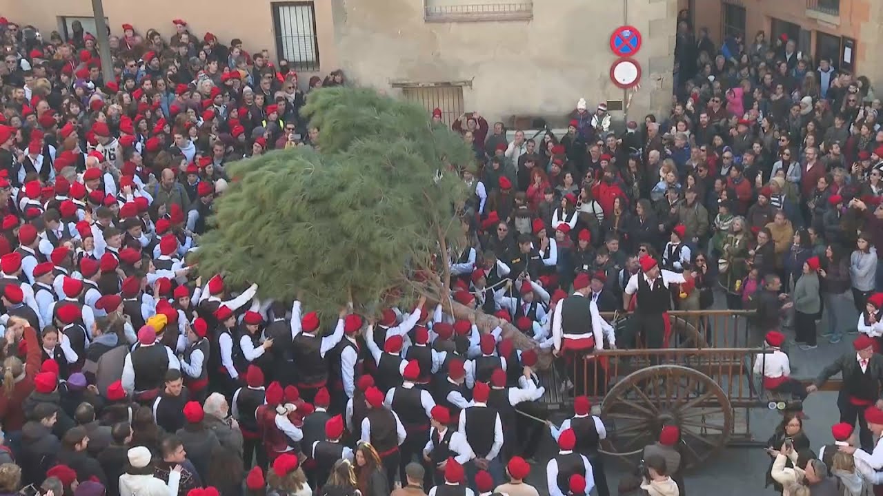 Festa del Pi de Centelles 2023