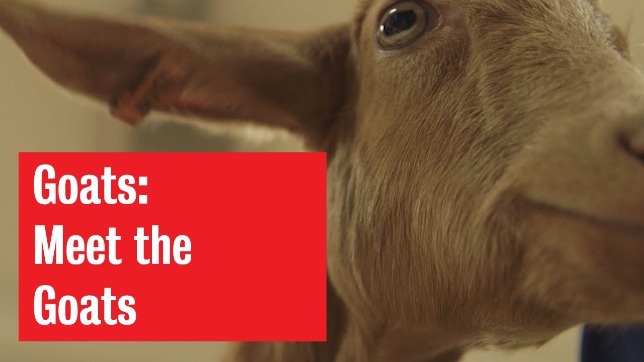 Goats | Meet the Goats