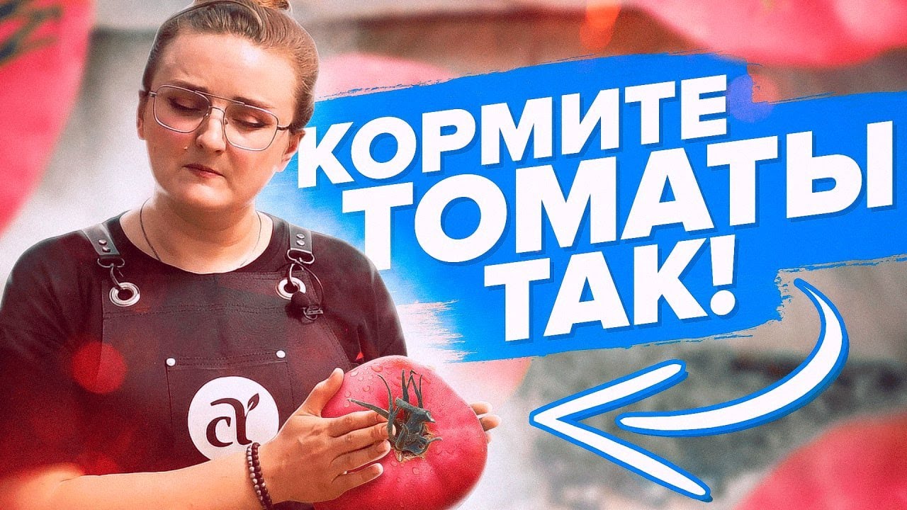 ПОДКОРМКИ ТОМАТОВ ВЕСНОЙ, ЛЕТОМ, ОСЕНЬЮ. САМАЯ ПОДРОБНАЯ ШПАРГАЛКА