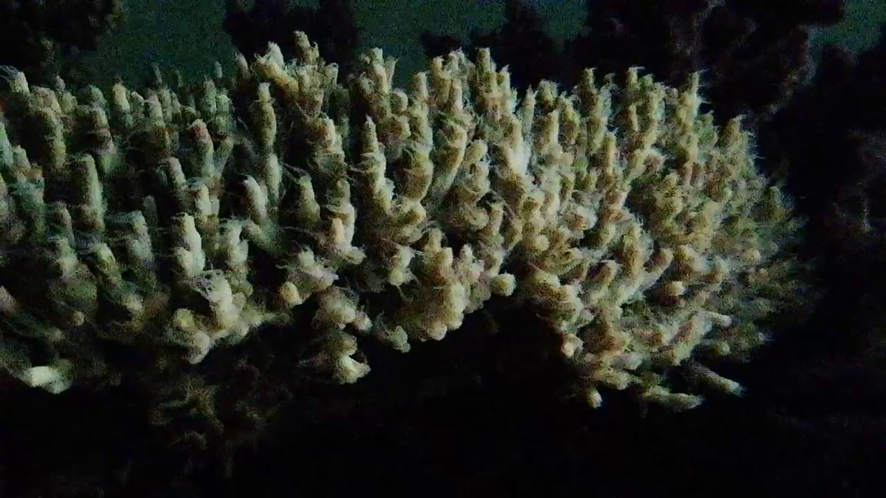 ACROPORA MICROCLADOS