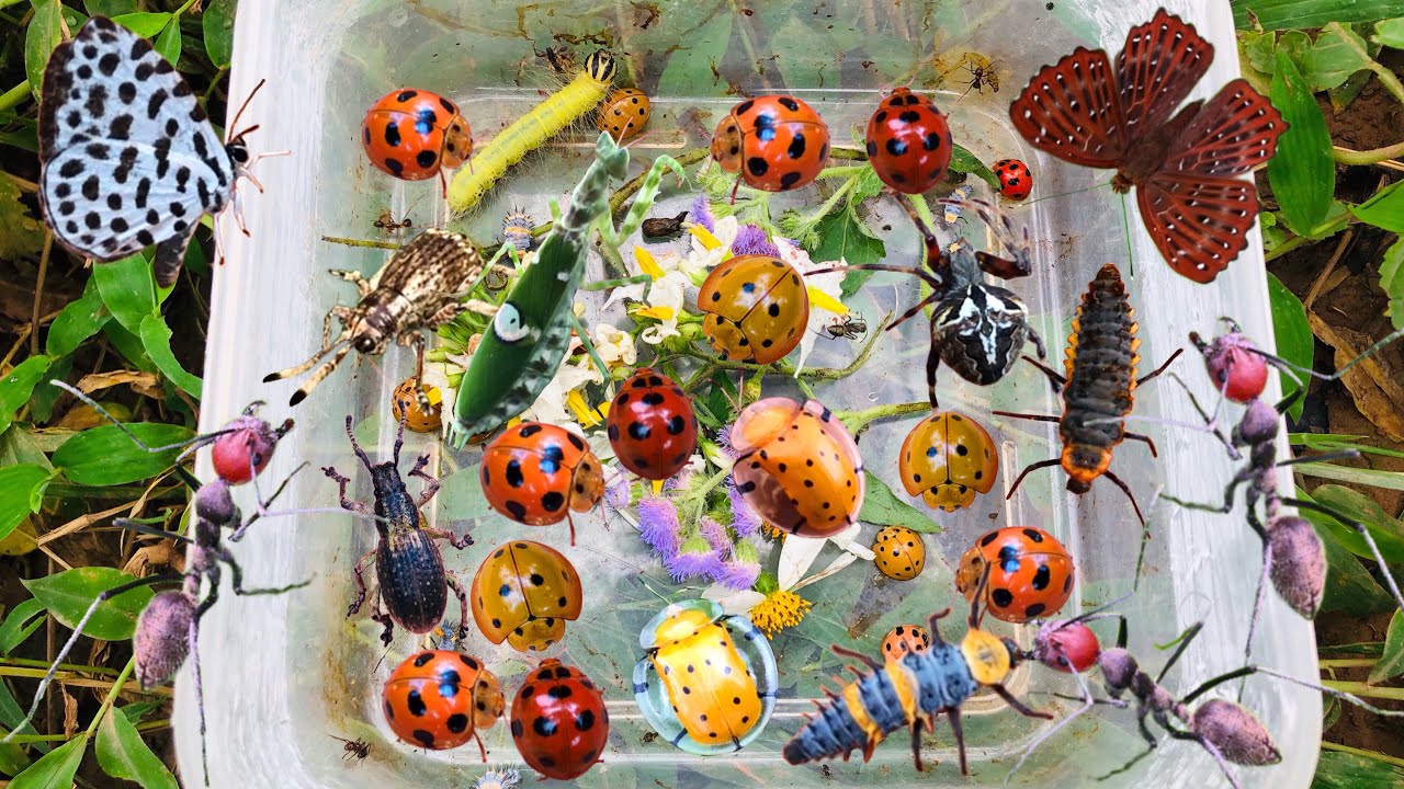 Hunt Beautiful Insects, Collect Ladybugs, Mantises, Spiders, Ants