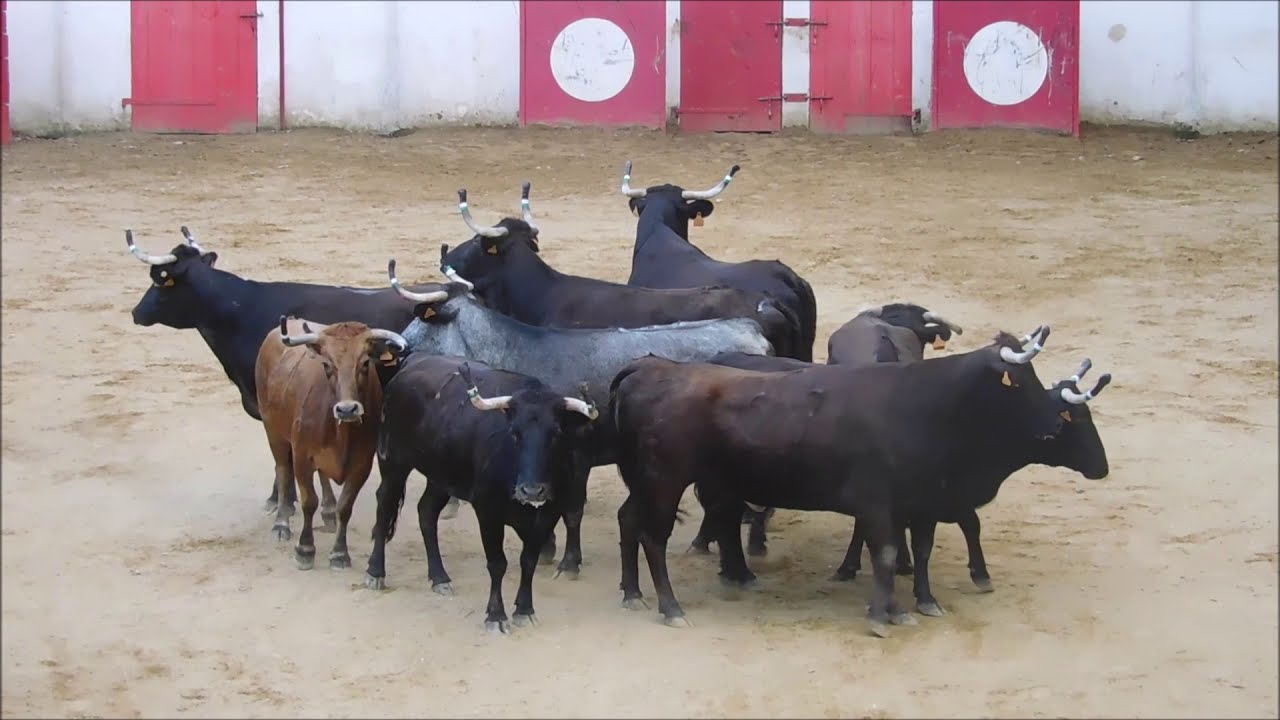 Embarquement des vaches landaises de Jean-Louis Deyris aux arènes de Plaisance-du-Gers