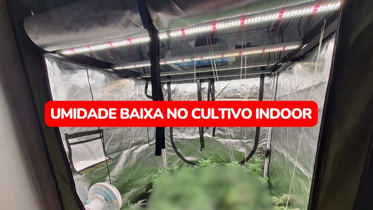 Umidade baixa no cultivo indoor