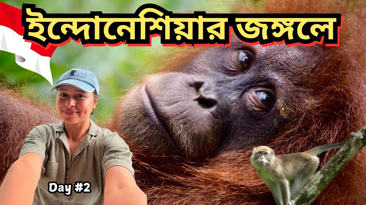সুমাত্রার জঙ্গলে পূর্ব পুরুষের সঙ্গে লাঞ্চ | Welcome to Sumatra | Bukit Lawang | Indonesia