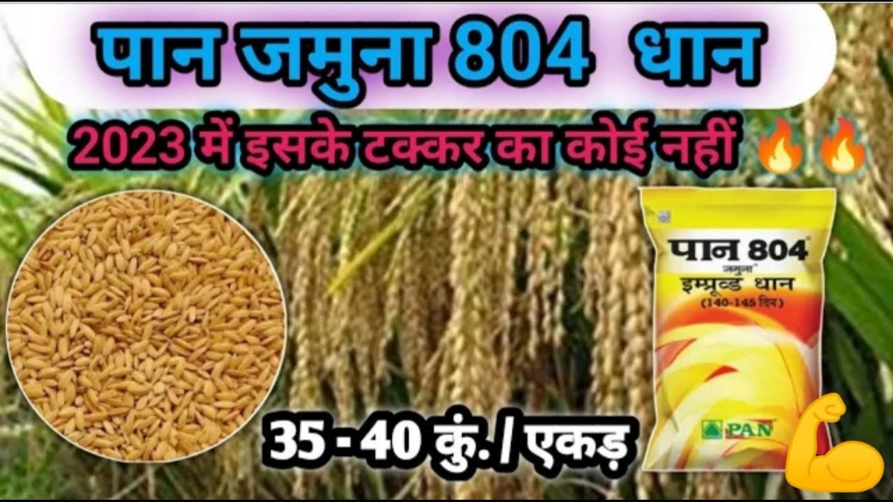 dhan ki variety PAN804 jamuna धान की खेती कैसे करें। पैदावार 35 से 40 क्विंटल प्रति एकड़। paddy