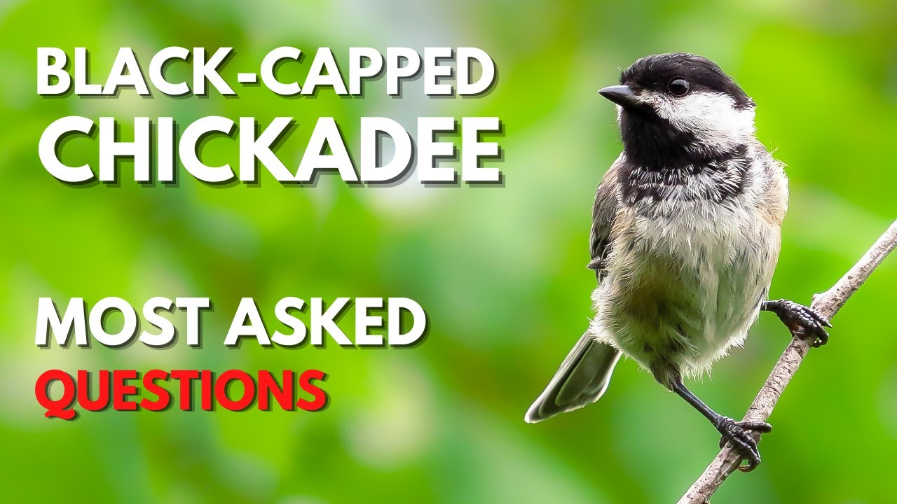 Black-capped Chickadee Most Asked Questions