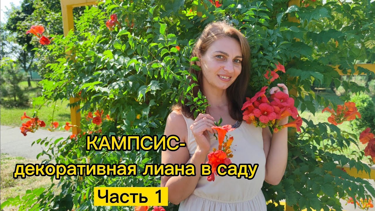 КАМПСИС - декоративная лиана в саду. Виды и сорта Кампсиса. Стоит сажать или нет? Часть 1