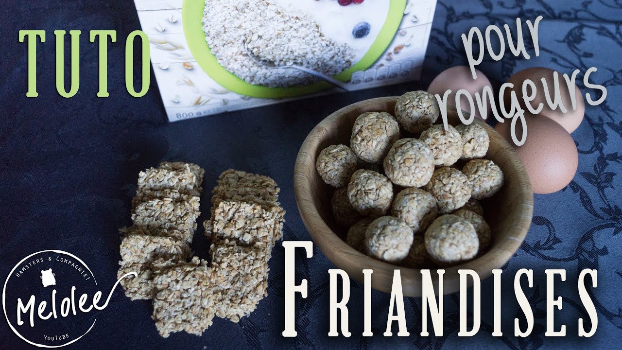 TUTO : FRIANDISES saines pour RONGEURS