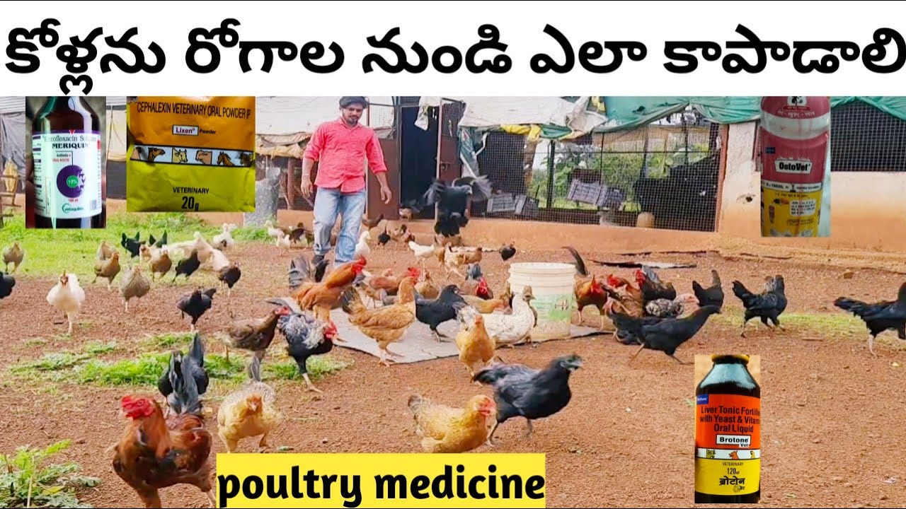 కోళ్లును రోగాల నుండి ఎలా కాపాడాలి 🐓 kolla business telugu 💉 2 లక్షలు సంపాదన #poultry
