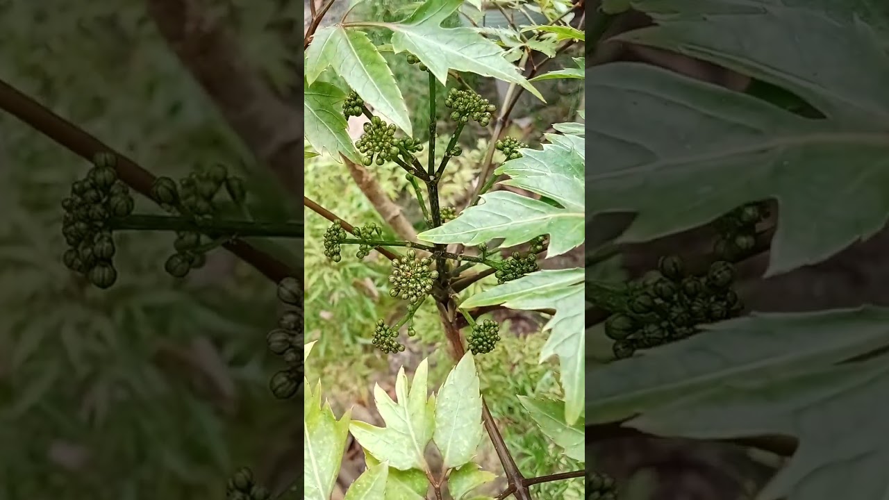 Sâm quý Đinh Lăng cho hoa | Trồng và chăm sóc cây Đinh Lăng | Cây dược liệu quý, cây cảnh khỏe đẹp