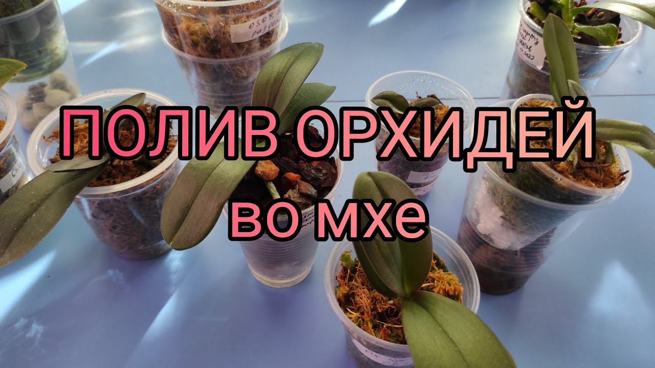 25.03.21.ОРХИДЕИ  во мхе .. полив.