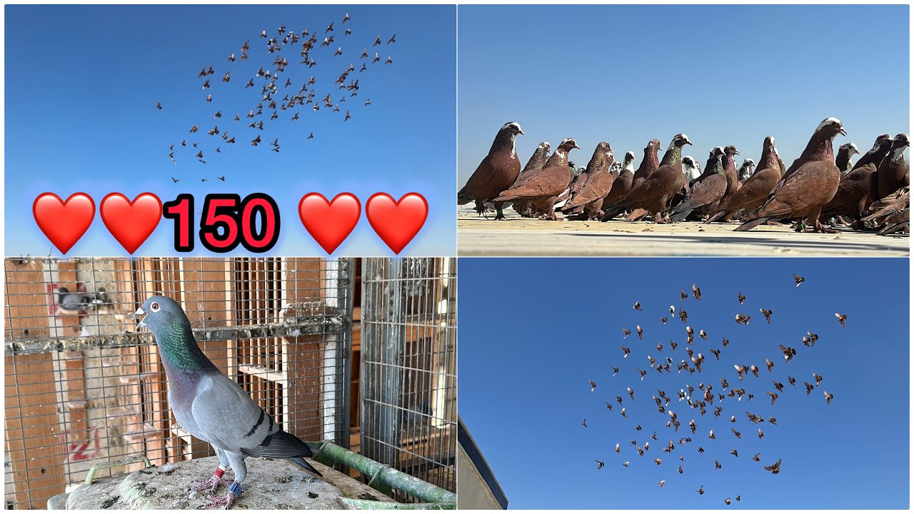 اخيررر مطيار كل الحمر❤️150 طيره وفحل❤️❤️