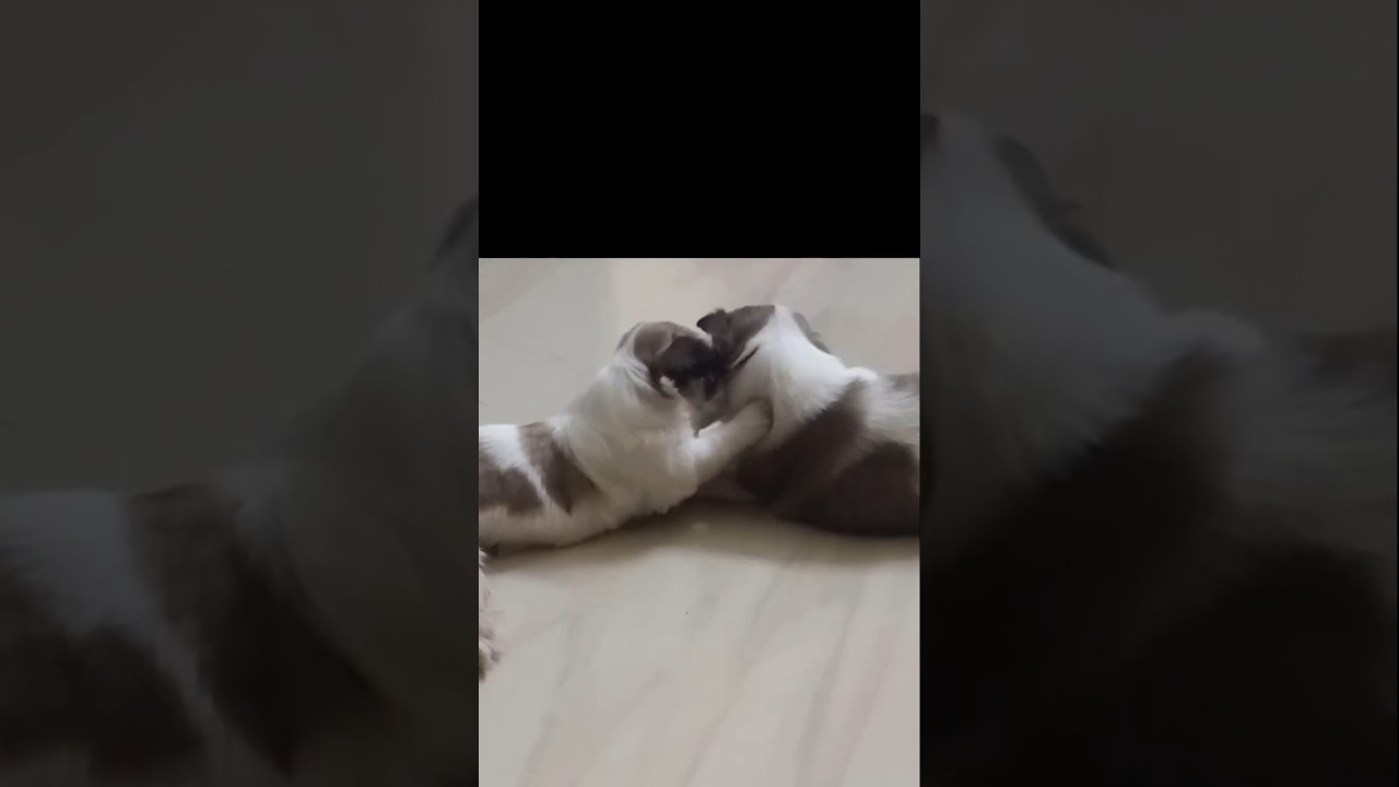shitzu puppy mother love