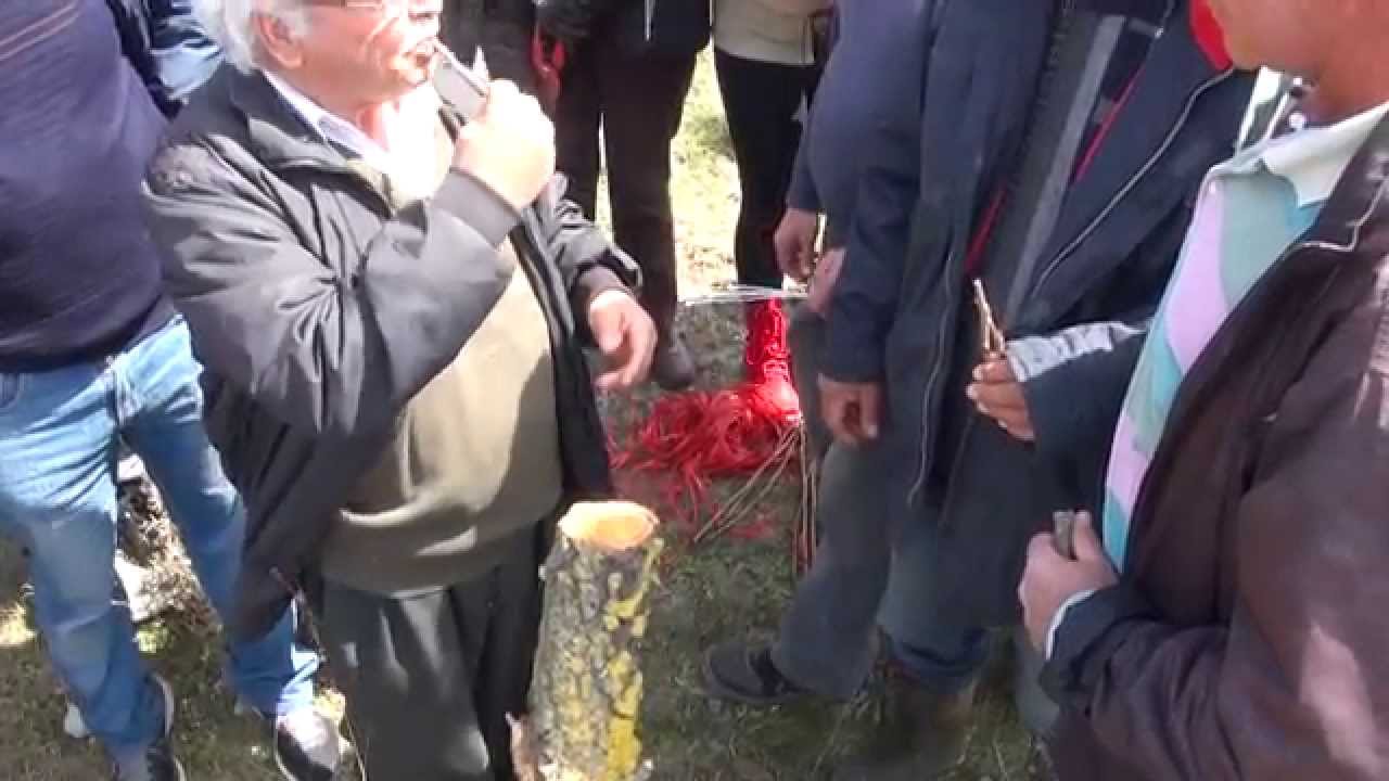 Κιβωτός Σπόρων - Εμβολιασμός δένδρων