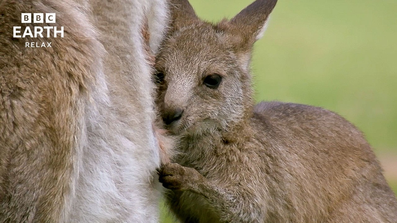 Nature’s Quiet Connections | ASMR Wildlife & Natural Soundscapes | BBC Earth Relax