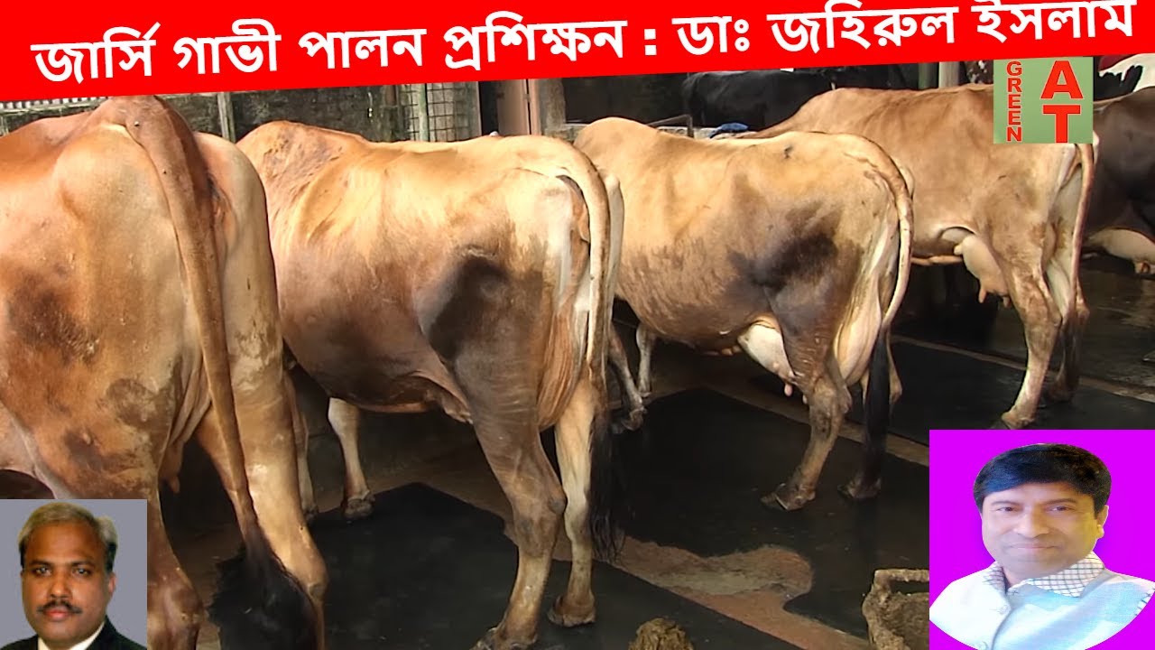 জার্সি গাভী পালনের উপর প্রশিক্ষন | Jarsey Cow Farming | जारसी गाय की खेती | جارسي تربية البقر