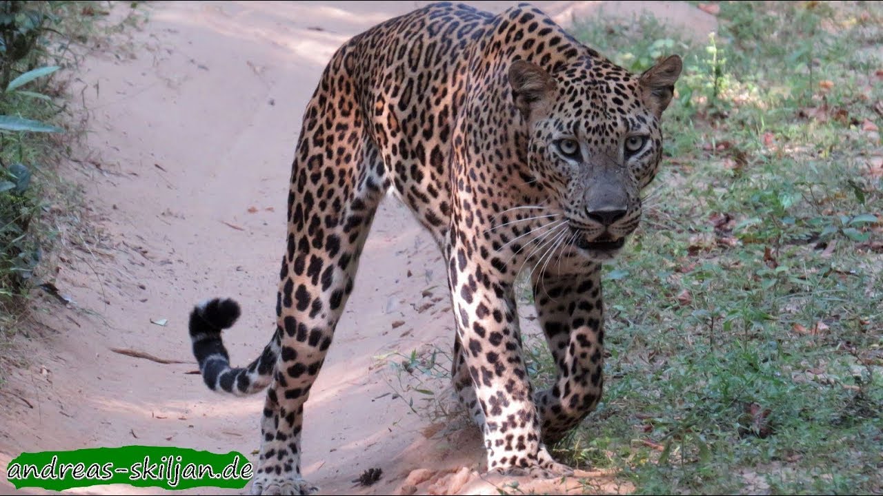 Sri Lanka wildlife