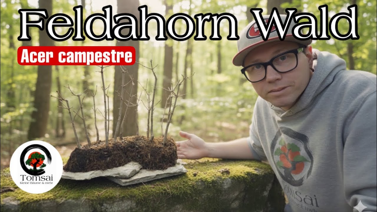 Feldahorn Bonsai Wald auf Steinplatte , Acer campestre Bonsai 5/26