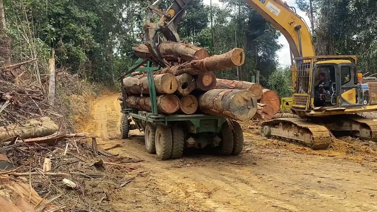 Truk kayu memuat kayu di hutan