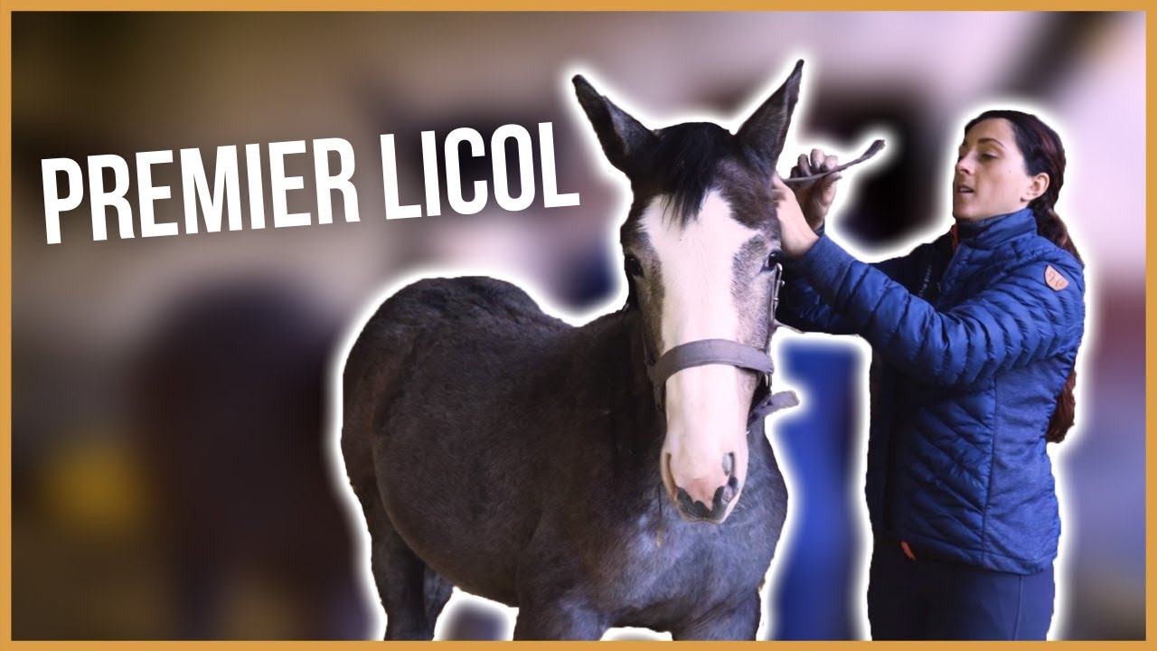 La technique pour mettre le licol à un poulain pour la première fois