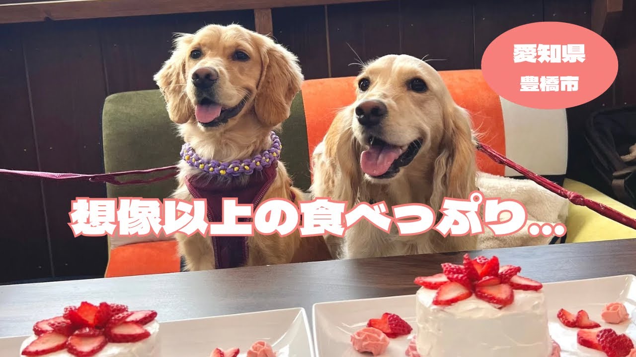 【はじめてのお誕生日会】ケーキを出した瞬間こうなりました…