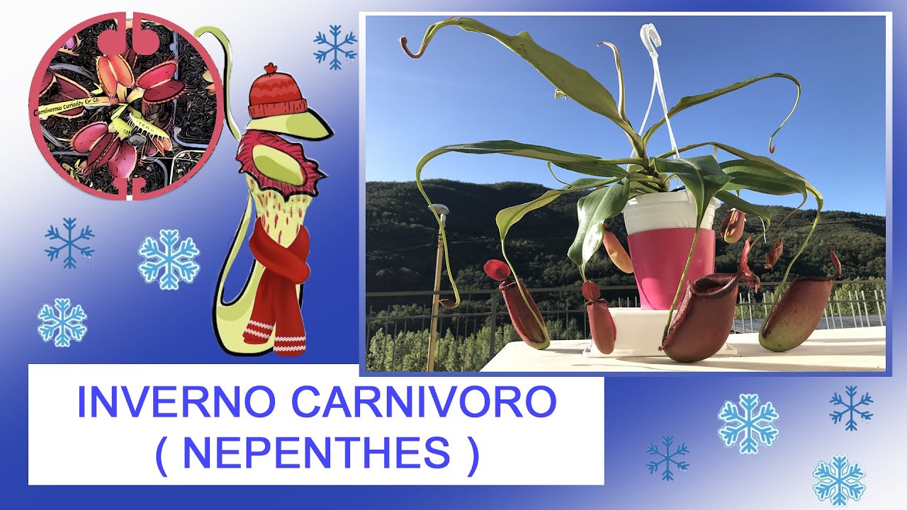 2#. Cura e gestione delle piante carnivore nel periodo invernale  ( Nepenthes sp. )