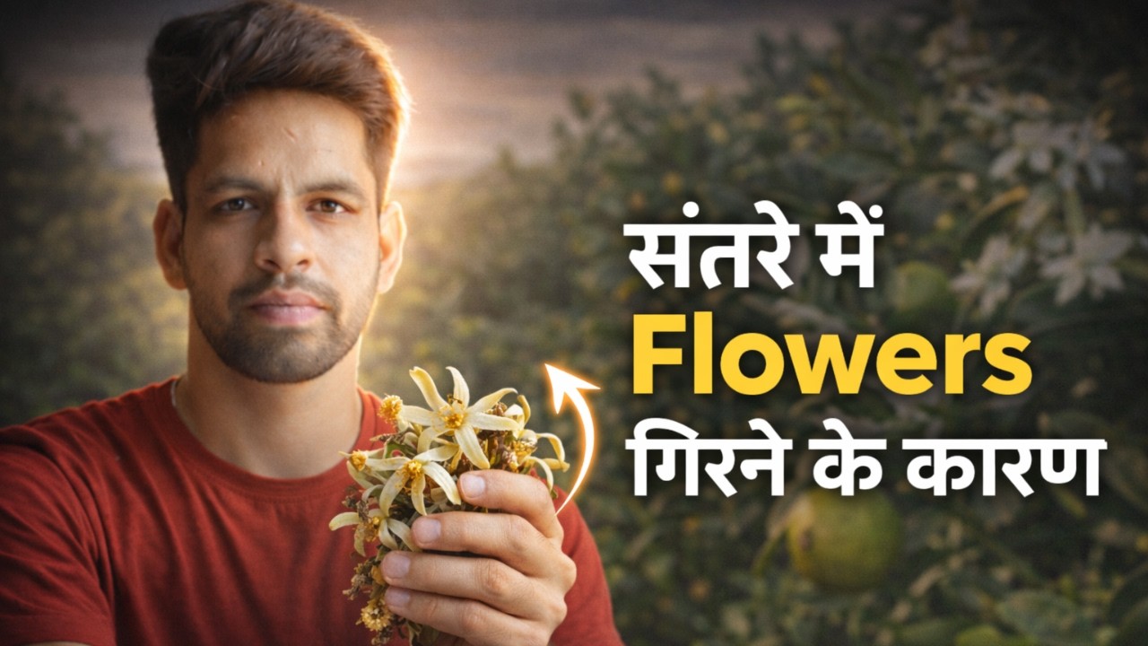 Citrus/Kinnu Plant Flowers Dropping? | Santra Plant Care | Flower Drop Fix
