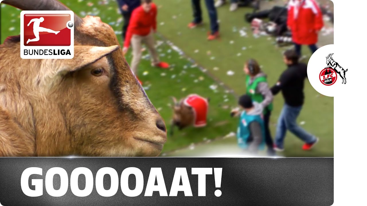 The Escapegoat: Cologne's Living Mascot Hennes