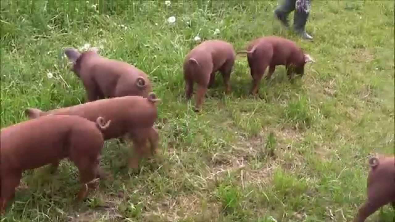 Freilandschweine