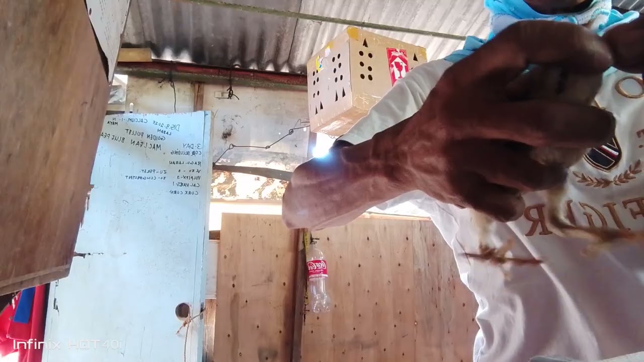 sinoboan ko ng paminta ang aking sisiw