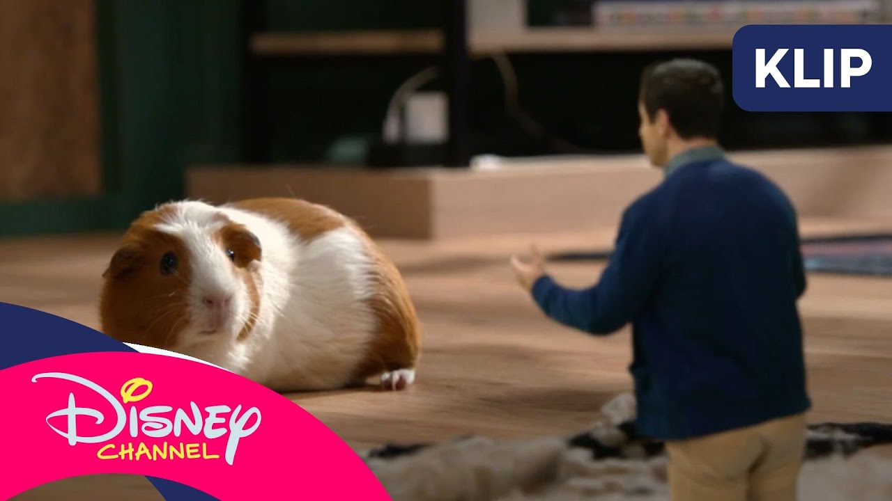 🐹 Tyci problem | Czarodzieje z Waverly Place: nowy rozdział | Disney Channel Polska