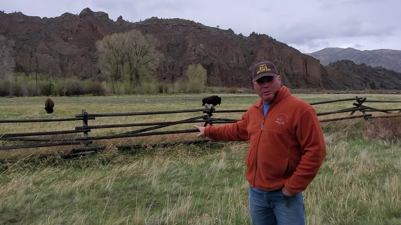 One of the awesome attractions near SonRise Grass Creek Guest Ranch are the wild Buffalo bulls
