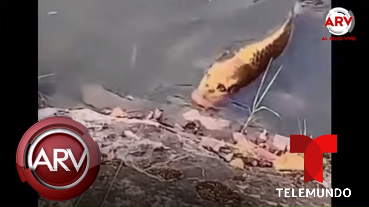 Sorprendente pez con rostro humano aparece en un lago de China | Al Rojo Vivo | Telemundo