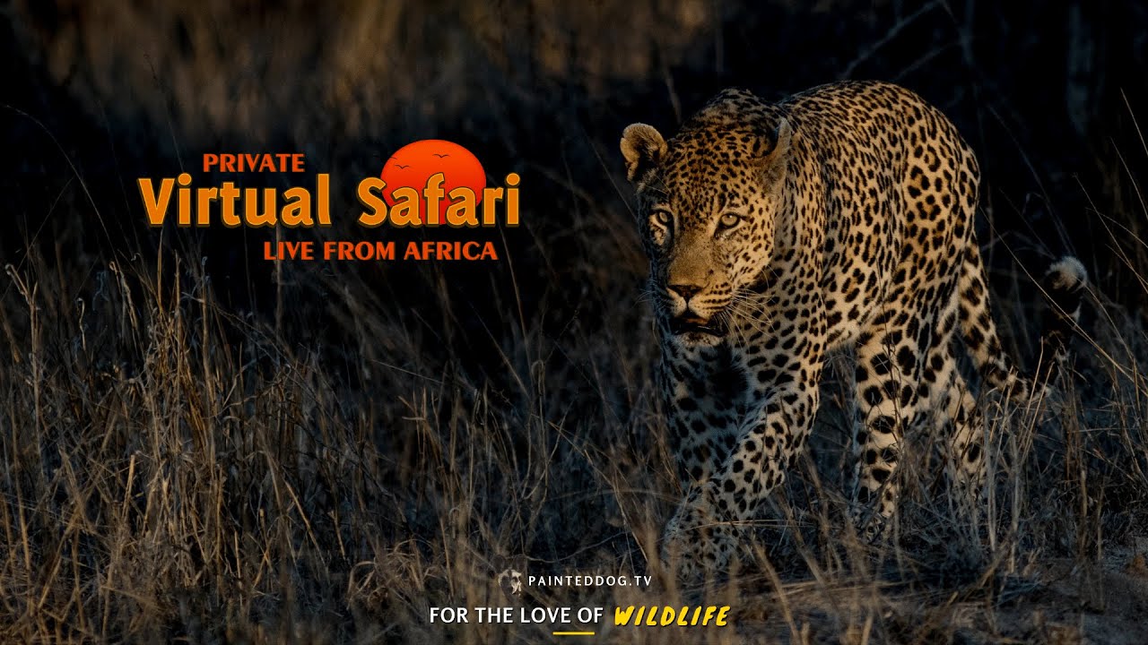 Private Virtual Safaris with Painteddog.tv | July 2020 Highlights