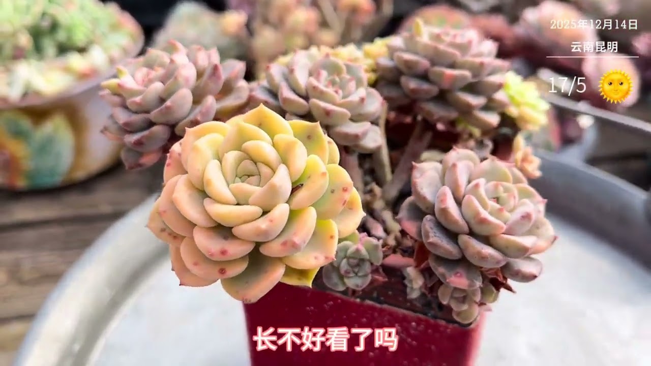 又来盘点手上所拥有的带锦的多肉了#多肉植物