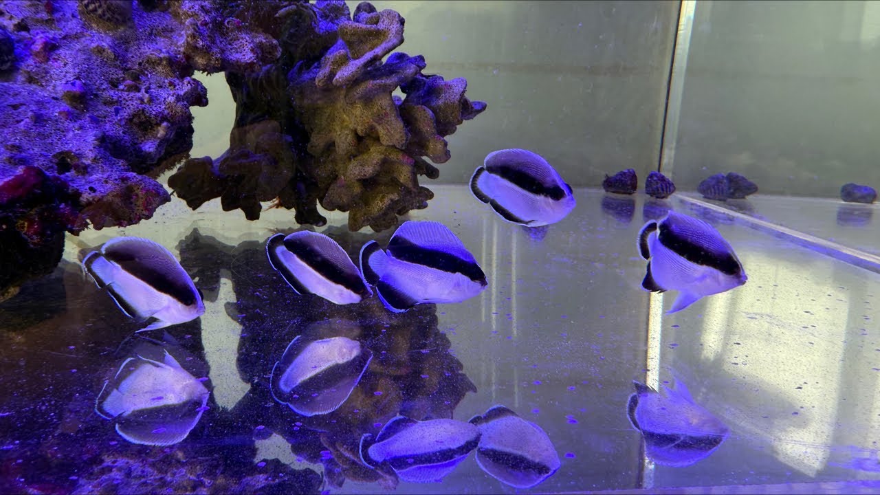 【魚宅紹介】海水魚マニアなら必見のお宅訪問中！ブリードブラックバンドが◯匹？！