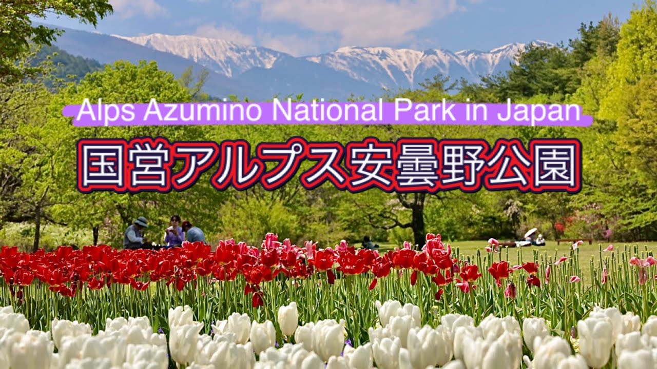 【長野絶景】海抜1000m 以上で咲き誇るチューリップ🌷～国営アルプス安曇野公園Alps Azumino National Park in Spring (Nagano, Japan)