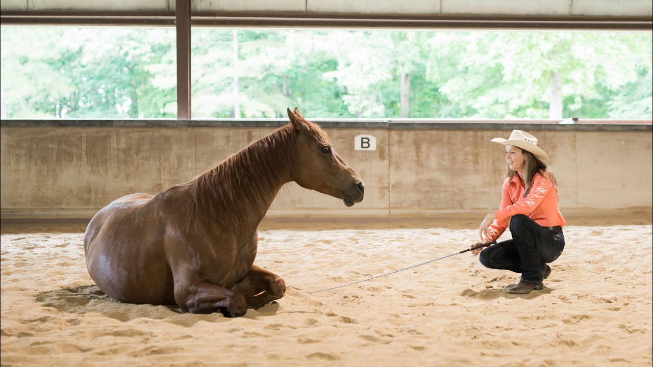 How to teach a horse to lie down