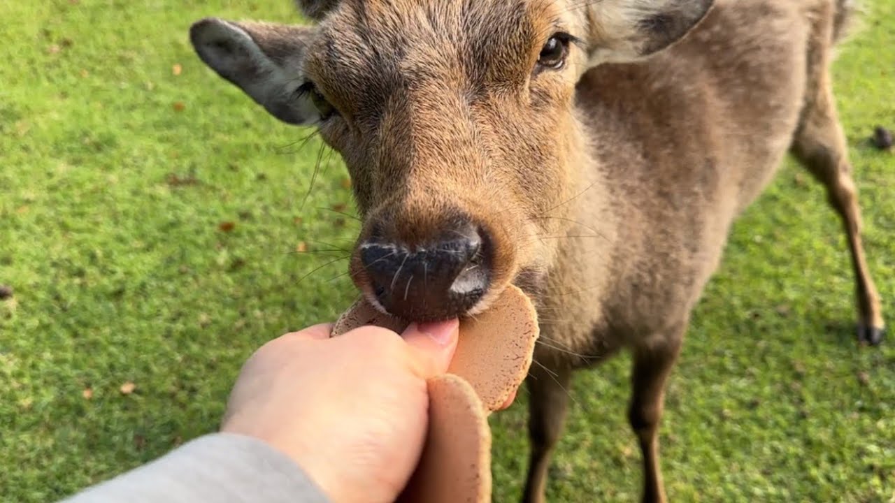 Bringing deer crackers to one of my favorite deer near Todaiji Temple.