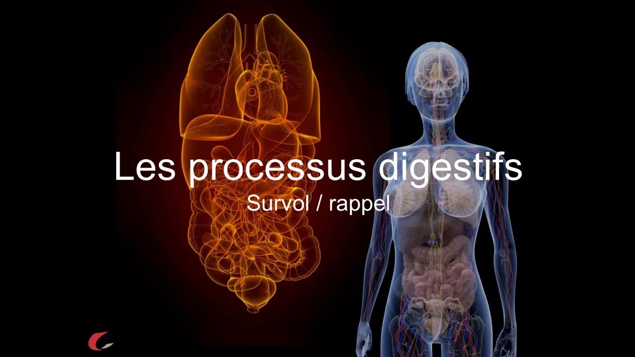 Les processus digestifs