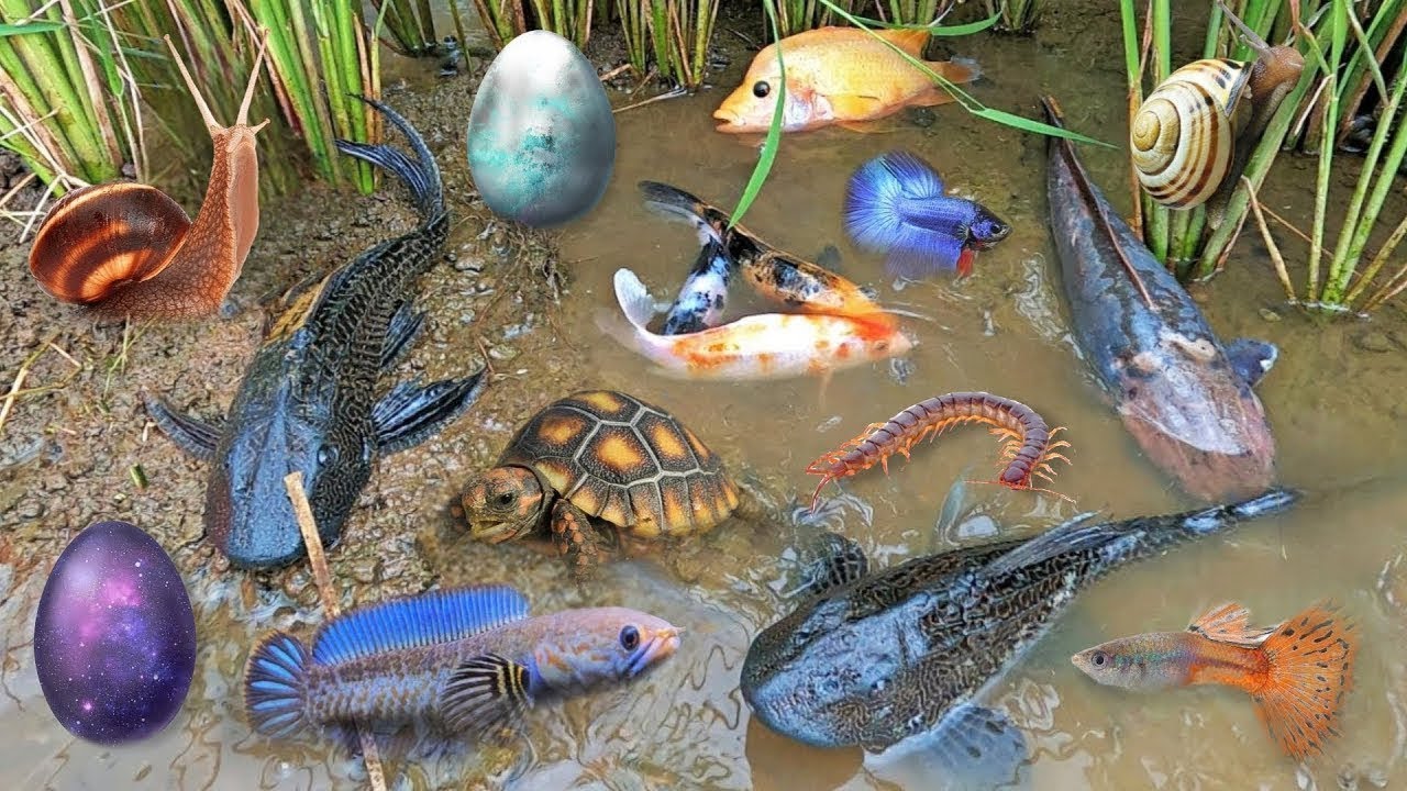 Serok ikan hias warna-warni, ikan koi, ikan mas koki lucu, ikan komet ,ikan gurami, kura-kura brazil