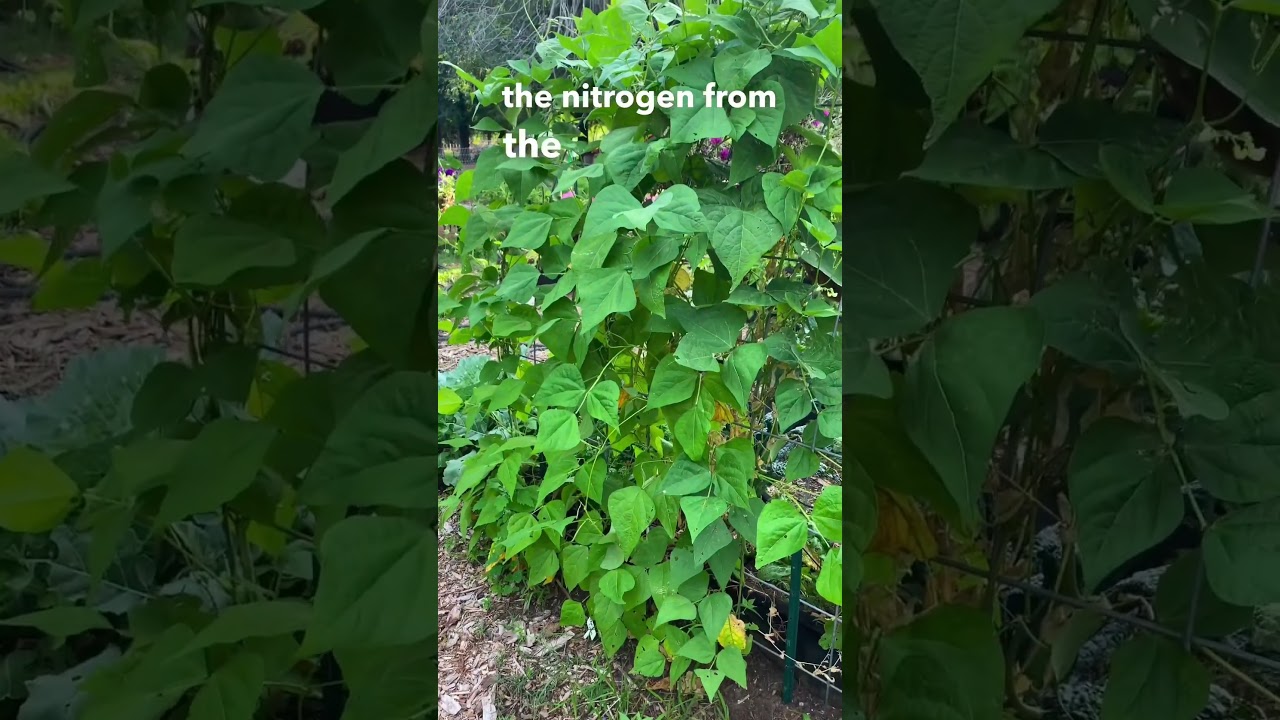 5 Reasons Why Beans Make An Amazing Companion Plant!