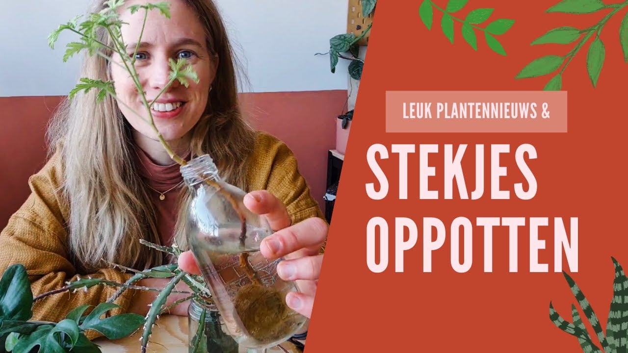 Stekjes oppotten met tips en tricks en leuk nieuws! 🌿