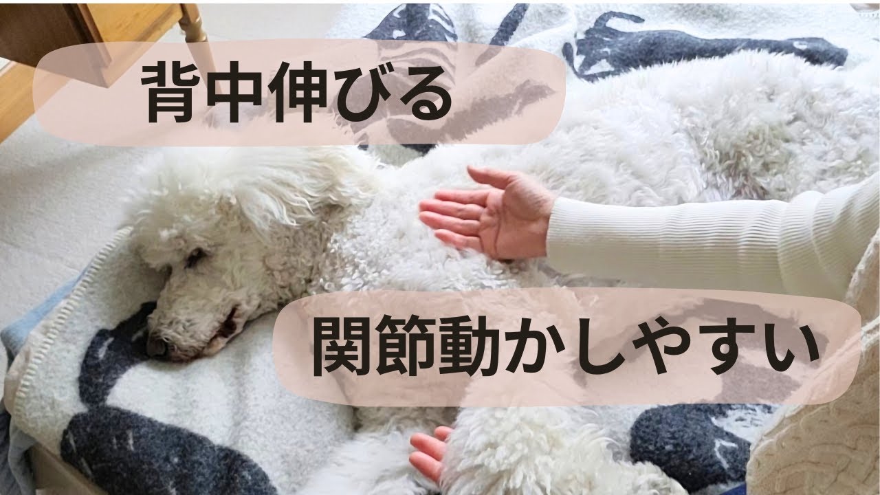 老犬の背中・関節の強張りを緩めるおうちケア