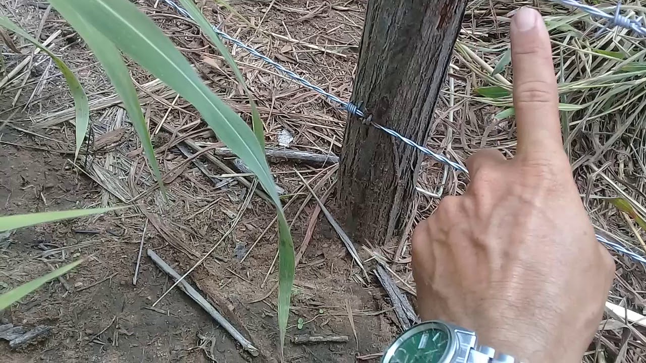 Altura e espaçamento da cerca de arame farpado para ovinos.