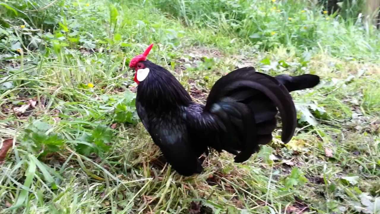 Black Rosecomb Bantams