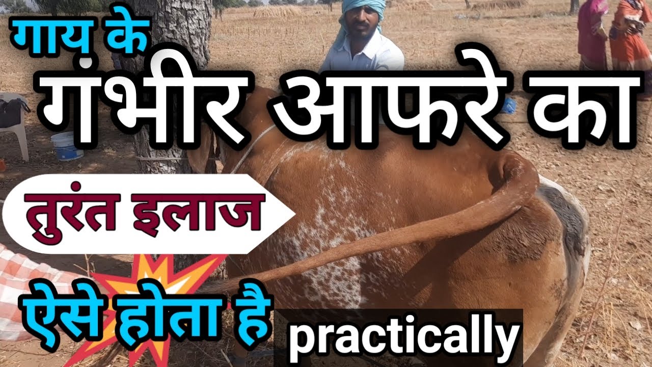 गाय के अफारा का इलाज cow ka afara allopathic practical treatment गाय को आफरा
