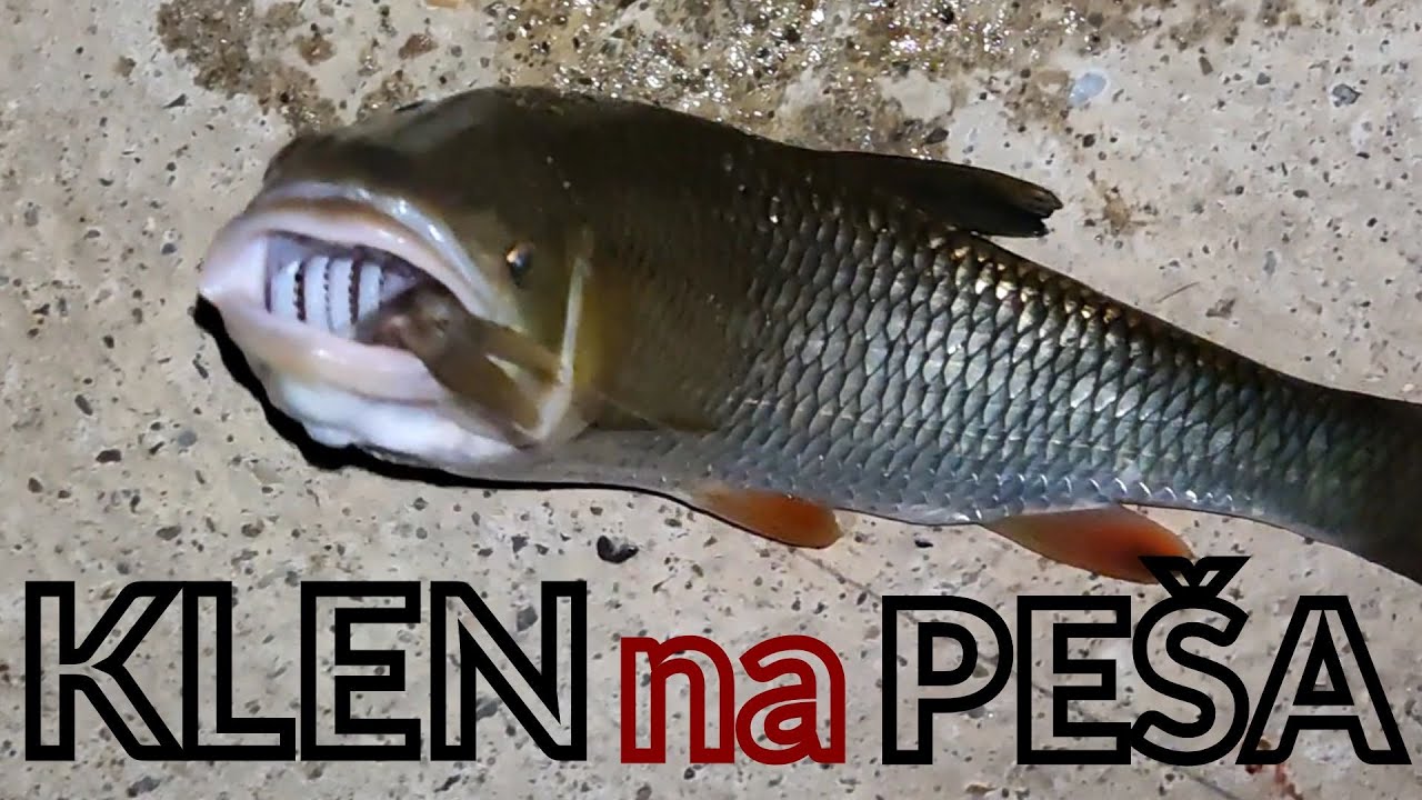 Pecanje KLENA i SOMA na peša i glistu. Noćni ribolov na mirnacu Une